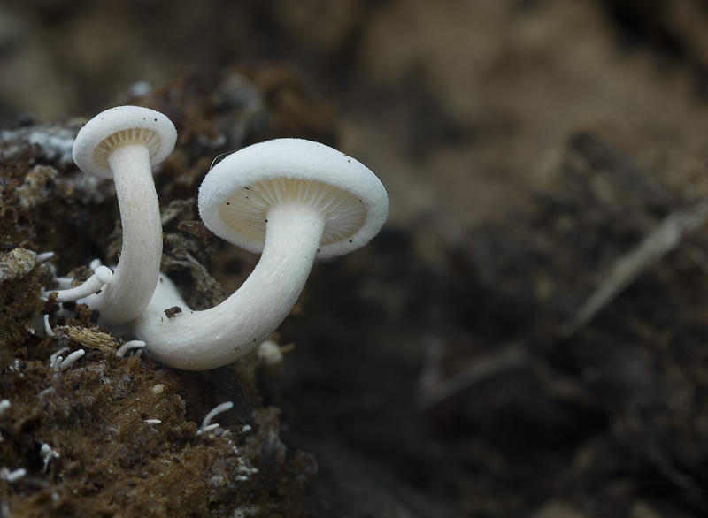 Clitocybe truncicola